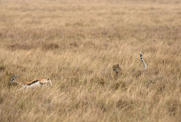 Cheetah hunting a Thomson's Gazelle, Masai Mara, Kenya