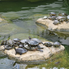 Fototapeta premium live turtles basking on stones at the pond
