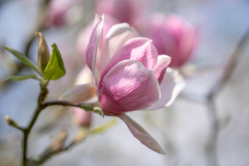 Obraz premium pink flowers of magnolia in the garden