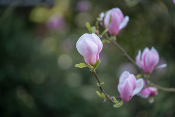 Fototapeta na wymiar pink flowers of magnolia in the garden