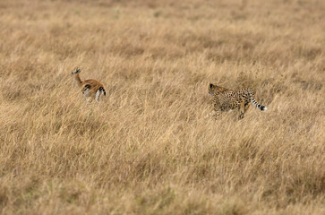 Plakat Cheetah chasing a Thomson's Gazelle, Masai Mara, Kenya
