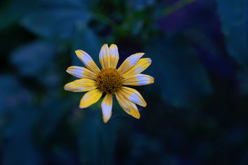 yellow flower