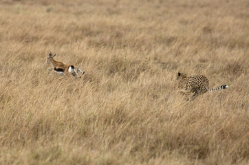 Cheetah chasing a Thomson's Gazelle, Masai Mara, Kenya
