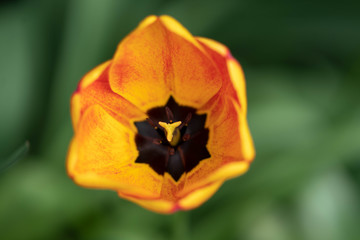 Fototapeta na wymiar red tulip on green background