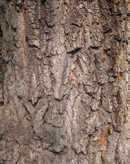 Karchevskaya Roshcha, the texture of the wood.