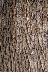 Karchevskaya Roshcha, the texture of the wood.