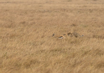 Cheetah chasing a Thomson's Gazelle, Masai Mara, Kenya