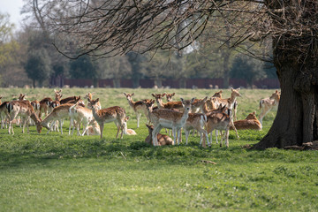 herd of fallow deer