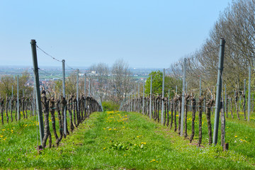 Vineyard in early spring with still bare plants on green grass