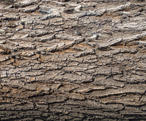 Karchevskaya Roshcha, the texture of the wood.