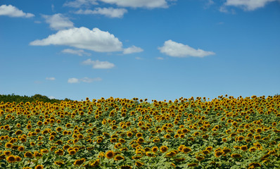 field of blooming bright yellow sunflowers on a summer day background 