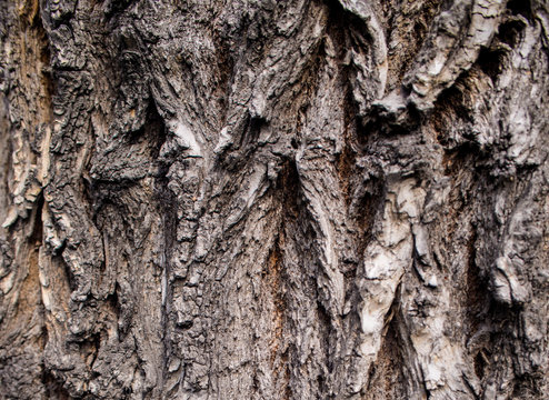 Karchevskaya Roshcha, the texture of the wood.