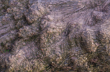 Karchevskaya Roshcha, the texture of the wood.