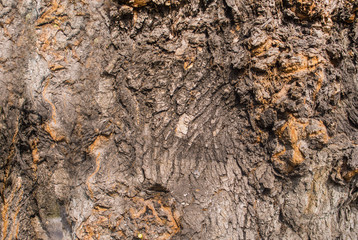 Karchevskaya Roshcha, the texture of the wood.