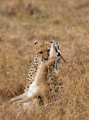 Cheetah choking a Thomson's Gazelle, Masai Mara