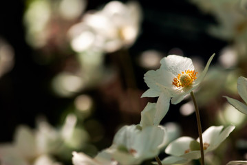 Blooming White Wood Anemones