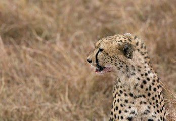 Cheetah in Savannah, Masai Mara