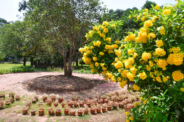 Tecoma stans in city garden in Trivandrum. India, Kerala