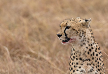 Closeup of a Cheetah, Masai Mara