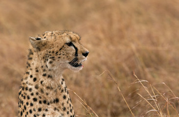 Closeup of a Cheetah, Masai Mara