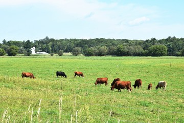 Beef Cattle Grazing