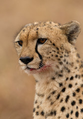 Portrait of a Cheetah, Masai Mara
