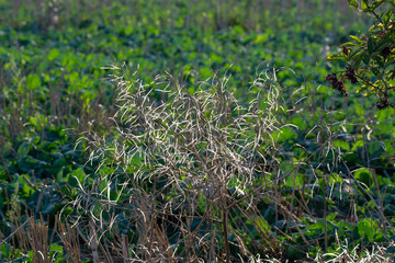 colza with open pods