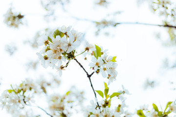 Fototapeta na wymiar Close-up of a cherry blossom in spring