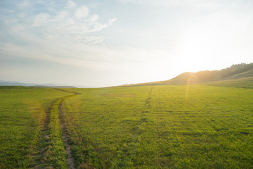 Green meadow with a road track running through during the summer