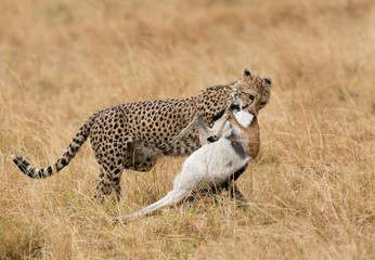 Cheetah carrying the Thomson's gazelle kill, Masai Mara