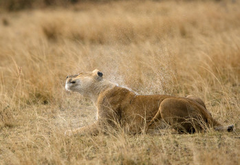 Lioness shaking off the water, Masai Mara 