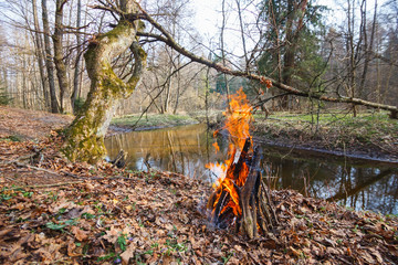Bonfire on the bank of a forest river under an oak tree