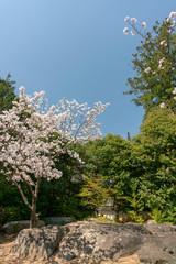青空バックに咲く満開の桜
