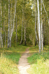 Forest landscape with a path