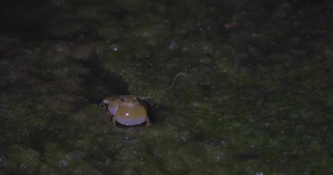 Close-Up: Ribbiting Frog Alone in The Dark in San Simeon, California