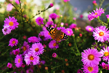 butterfly