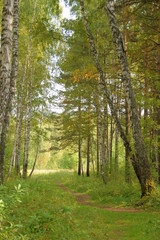 Fototapeta na wymiar Forest landscape with a path