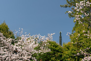 Fototapeta premium 青空バックに咲く満開の桜