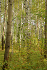 Naklejka premium Forest landscape with a path