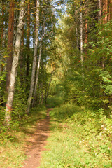 Forest landscape with a path