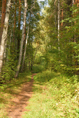 Forest landscape with a path