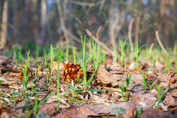 The first green grass in the spring forest