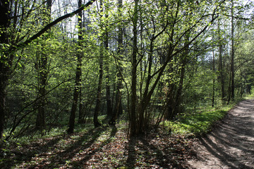 Spring landscape - a forest with young bright green leaves and a road along the edge of the forest.