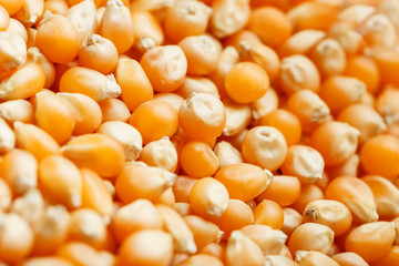 Golden corn seeds, background and texture of popcorn. Before watching a movie top view. Close-up