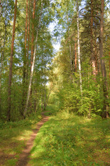 Forest landscape with a path