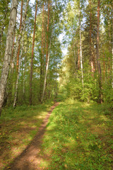Fototapeta na wymiar Forest landscape with a path