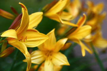 Bright flower of a day lily of yellow color among many same.