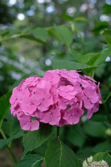 紫陽花 千葉 船橋 flower 海老川 hydrangea	ピンク