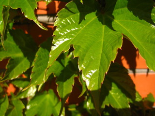 Green leaves of a wall.