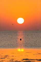 Greater Flamingo during sunrise, Bahrain 